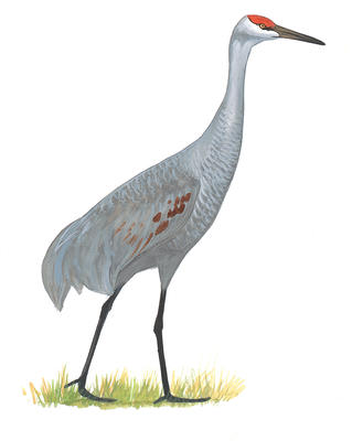 319x400 Great Blue Heron Clipart Watercolor 3581126