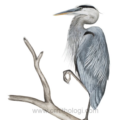 482x482 Great Blue Heron Watercolor Bryce Robinson Scavenger Chic