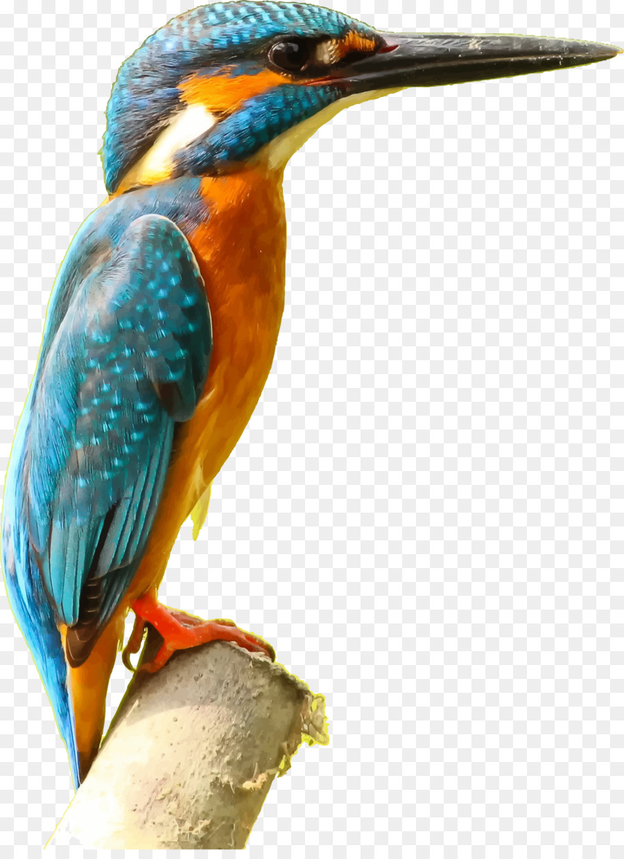 900x1240 Heron Clipart Watercolor