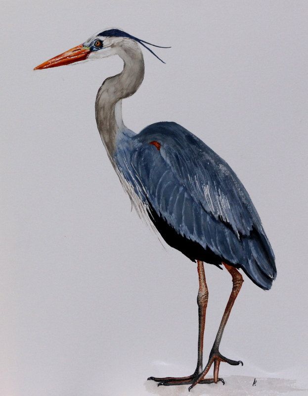 623x800 Large Bird Print Bird Art Blue Heron Magestic Watercolor By