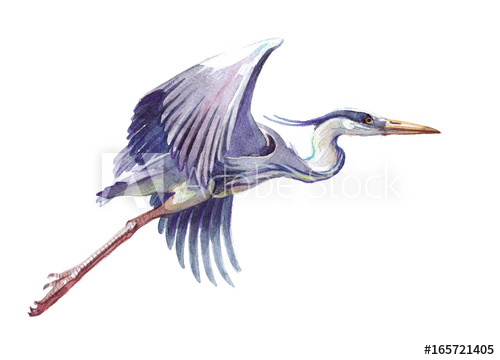 500x360 Watercolor Single Heron Animal Isolated On A White Background