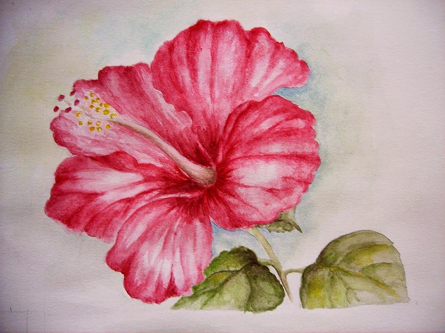 900x675 Hibiscus Flower Painting By Draia Coralia