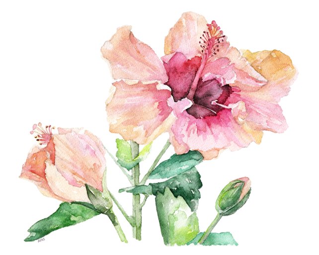 642x513 Hibiscus Painting Print From Original Watercolor Painting Etsy