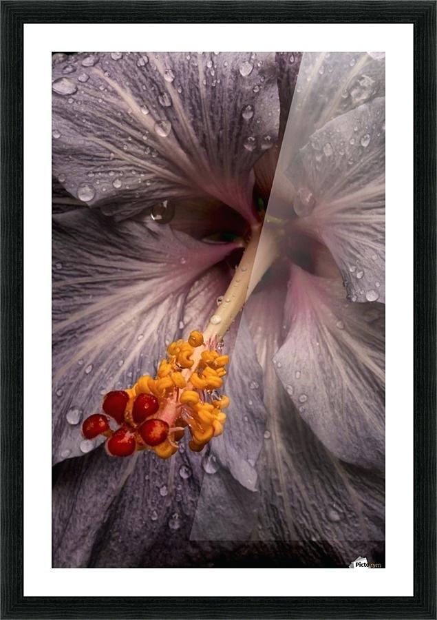 635x900 Hibiscus Water Close Up Of A Hibiscus Flower With Water Droplets