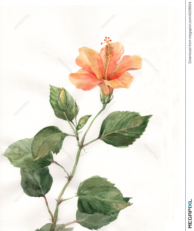 674x800 Orange Hibiscus Flower Watercolor Painting Illustration 4208604