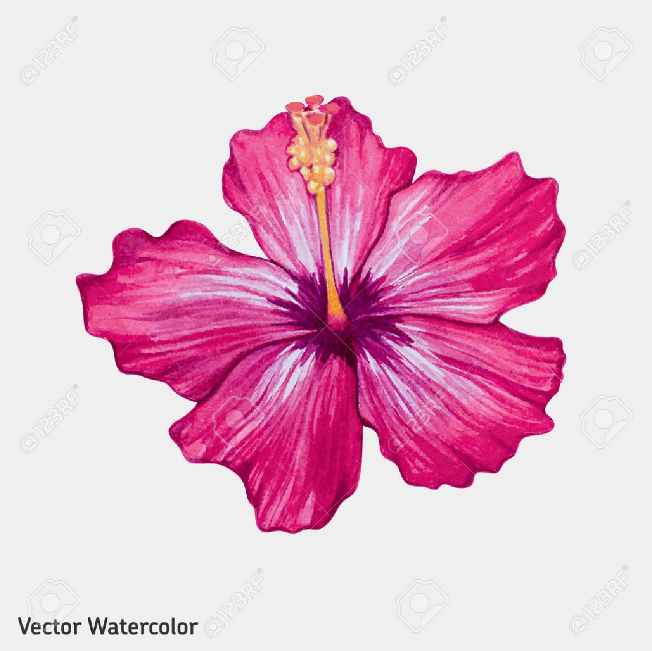 1300x1298 Petunia Clipart Hibiscus Flower