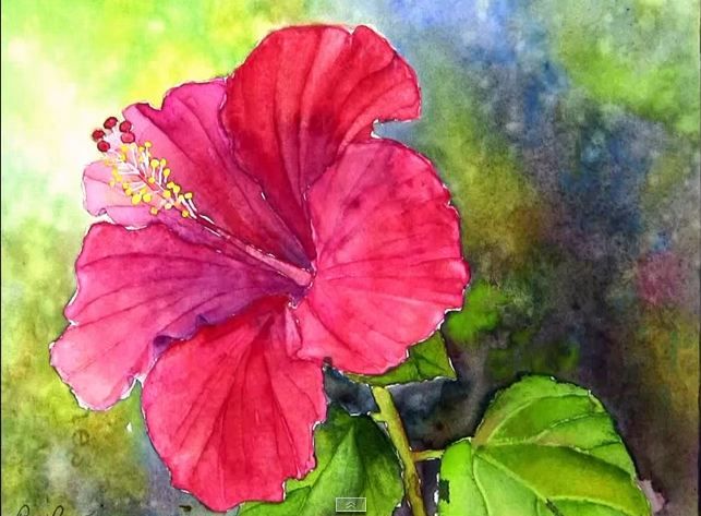 643x473 Pin By Susie Jorik On Watercolor Painting Hibiscus