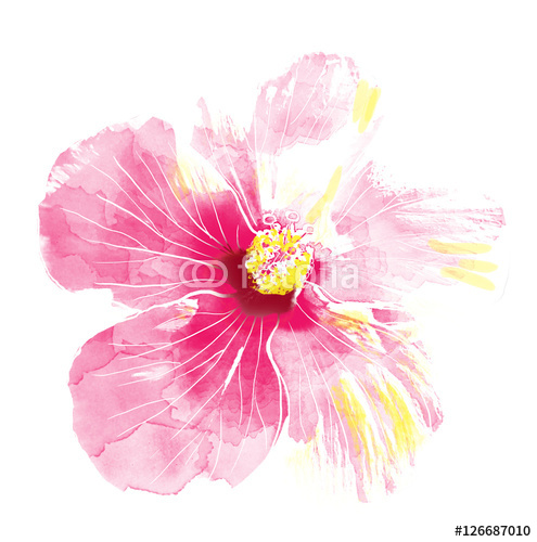 495x500 Pink Hibiscus Flower,watercolor. Wall Mural Wallpaper