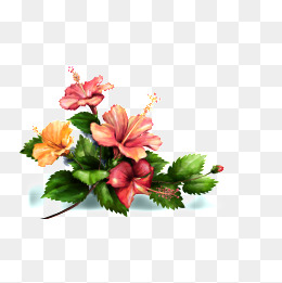 260x261 Watercolor Hibiscus Png Images Vectors And Psd Files Free
