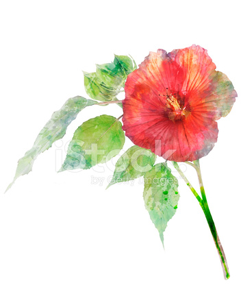352x439 Watercolor Image Of Hibiscus Flower Stock Photos