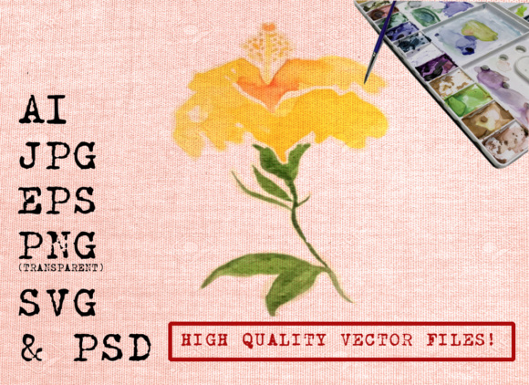 580x422 Yellow Hibiscus Flowers Watercolors Graphic By Ambar Art