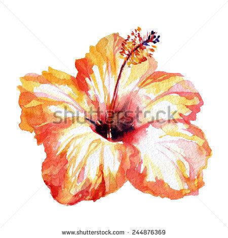 450x470 Gorgeous Hibiscus Flower Orange Red. Watercolor Flower Red