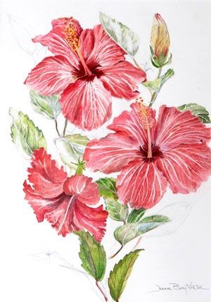 300x429 Hibiscus