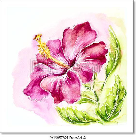 561x581 Free Art Print Of Pink Hibiscus, Watercolor Painting. Freeart