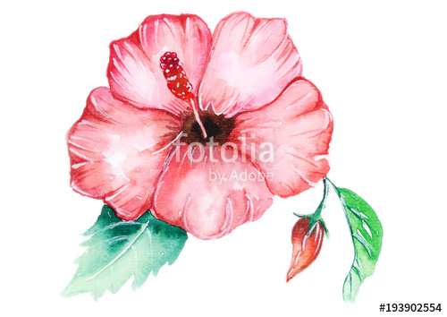 500x354 Hibiscus Watercolor Stock Photo And Royalty Free Images On