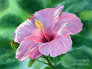 300x223 Hibiscus Watercolor Art Fine Art America