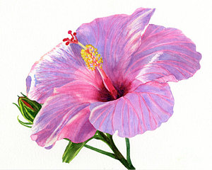 300x240 Hibiscus Watercolor Paintings Fine Art America