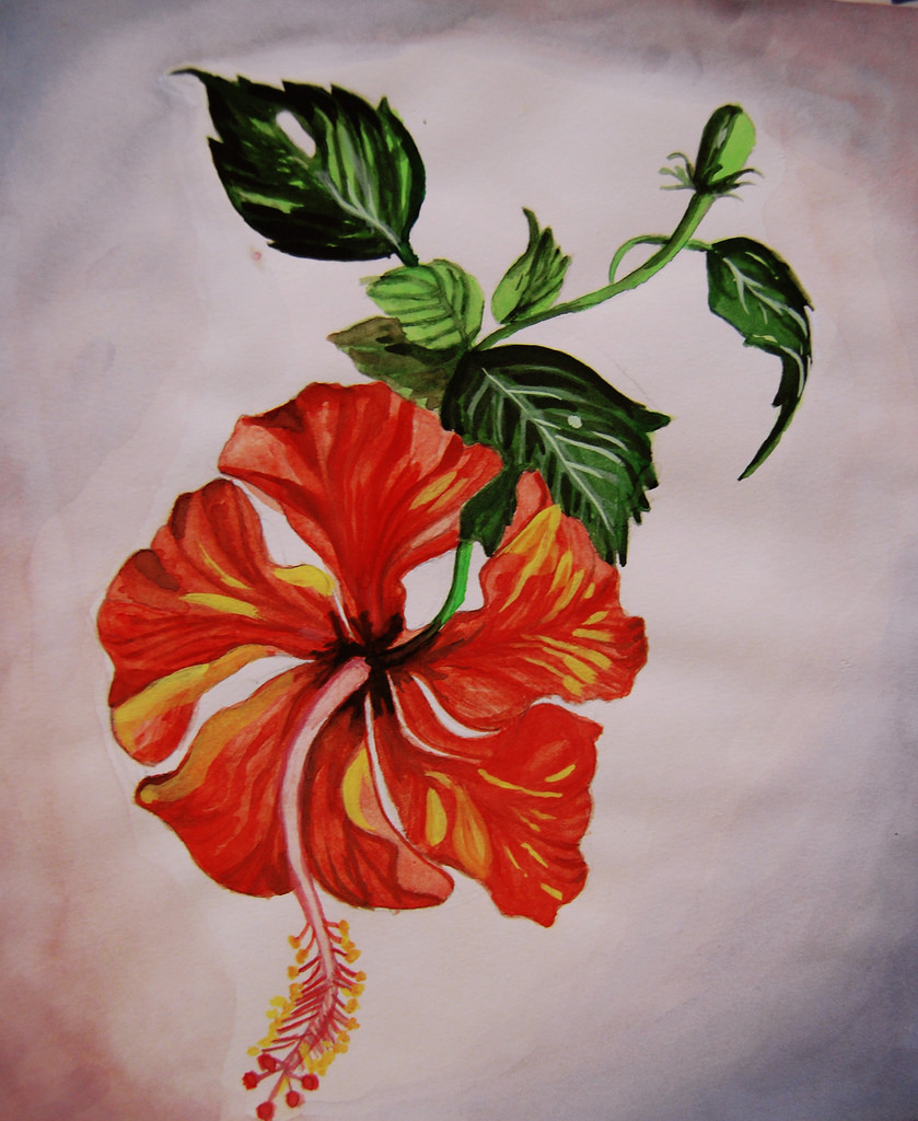 839x1024 Hibiscus Watercolor Painting I Used Water Colors To Paint