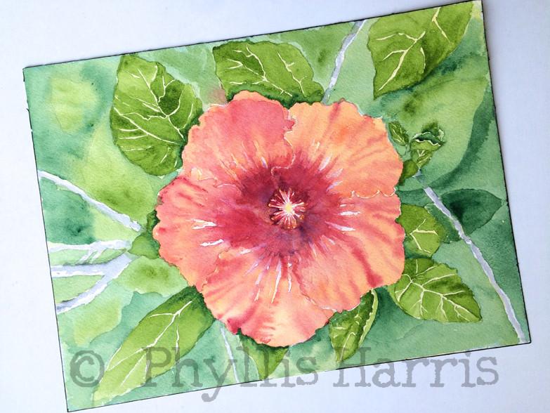 783x588 Original Hibiscus Watercolor Painting By Phyllis Harris Phyllis