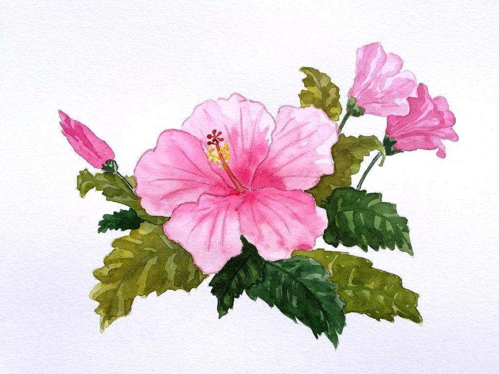 1024x768 Watercolor Painting Beautiful Pink Hibiscus Handmade Art Drawing