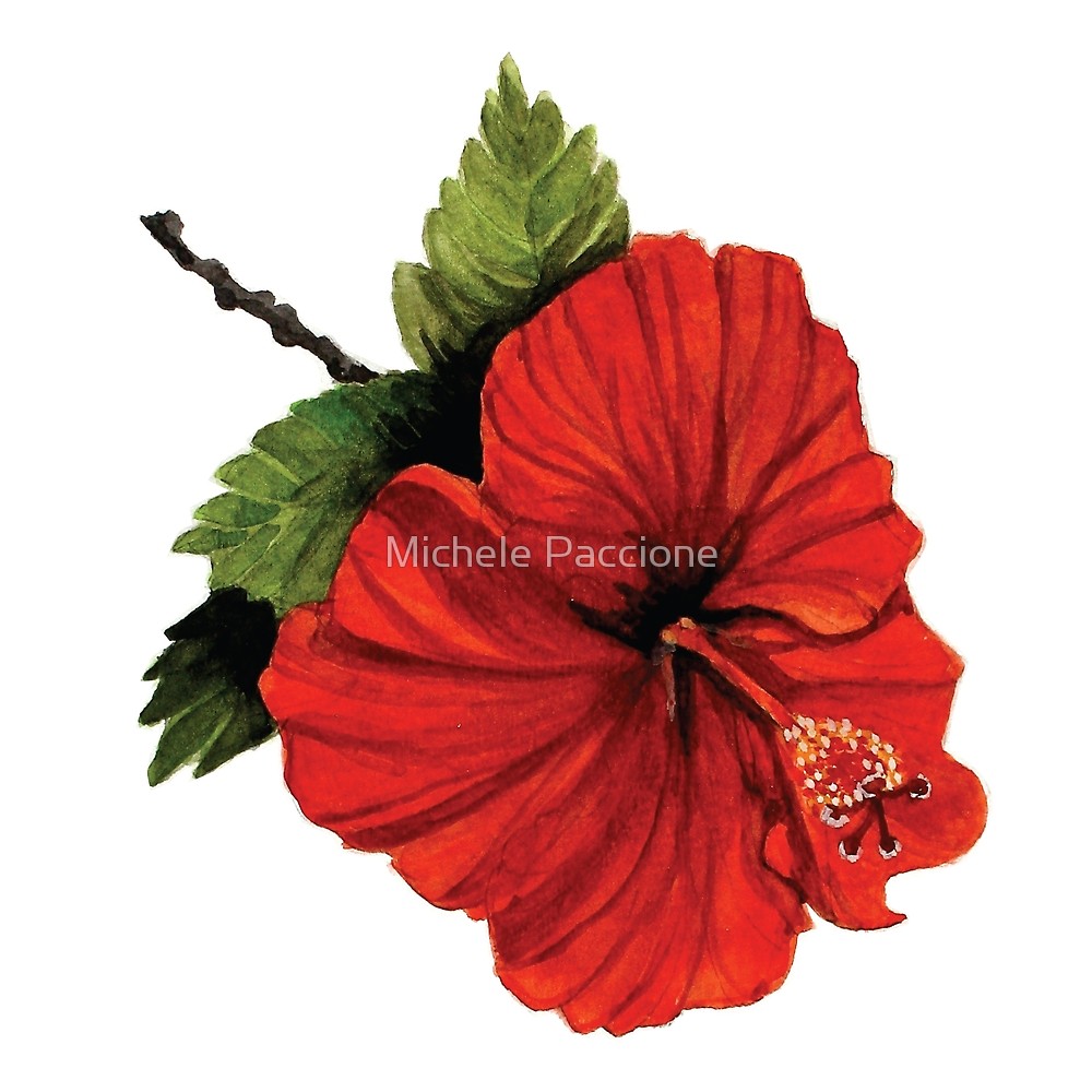 1000x1000 Watercolor Painting Of A Red Hibiscus Flower. By Michele