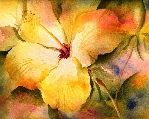 570x455 Yellow Hibiscus Watercolor Painting Print Watercolor Flower Etsy