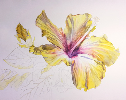 440x350 Yellow Hibiscus In Watercolor