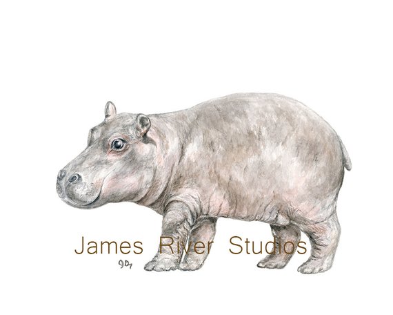 570x456 Hippo Art Hippo Painting Hippo Print Hippo Watercolor Painting Etsy