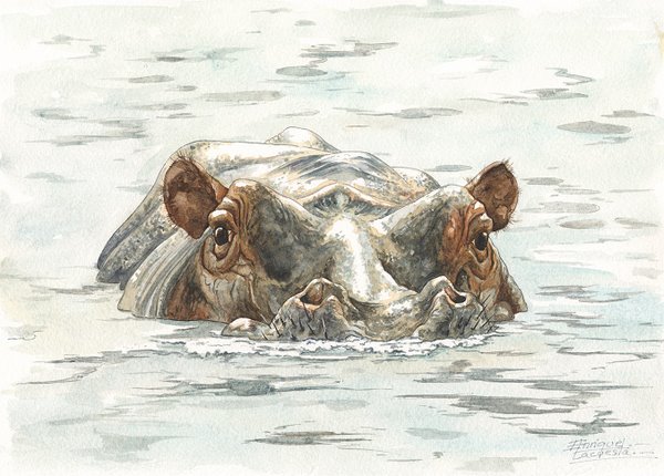 600x430 Hippo Watercolor Gallery African Wildlife Watercolor Art