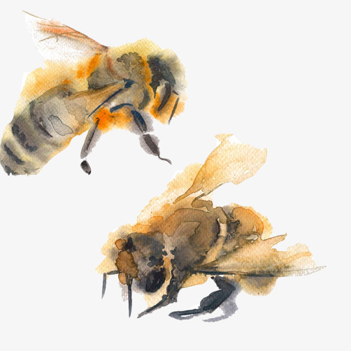 502x502 Bee Watercolor Picture Material, Watercolor Clipart, Insect, Bee