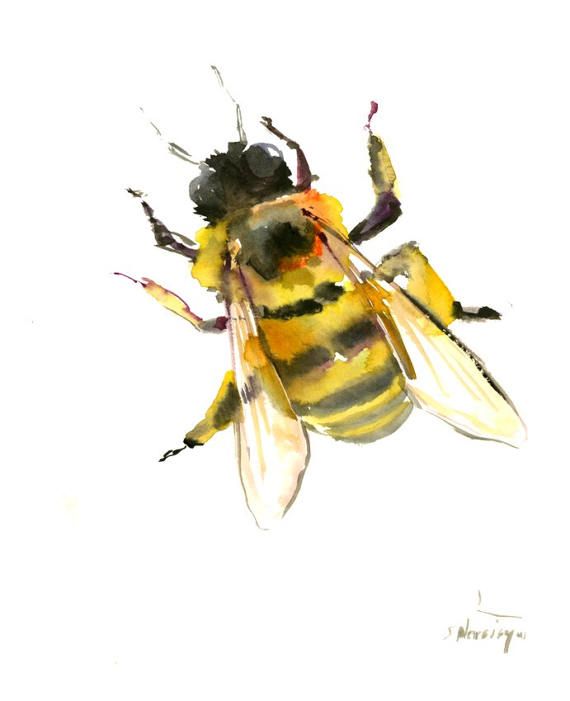 570x701 Honey Bee, Original Watercolor Painting 8 X 10 In Bee Lover Art