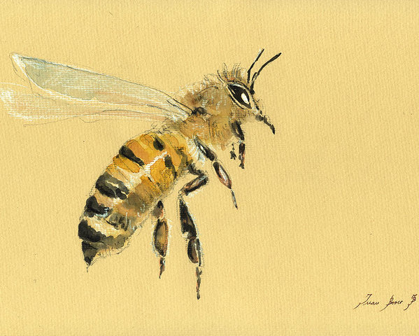 Honey Bee Watercolor at GetDrawings | Free download