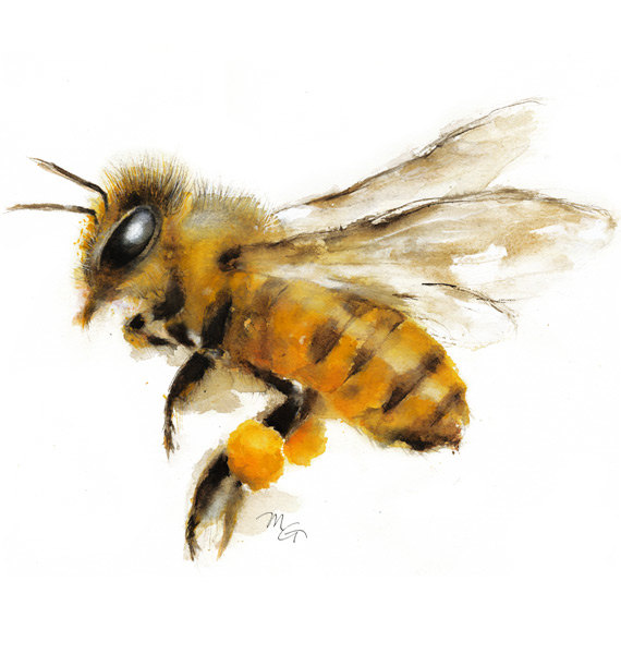 570x600 Honey Bee Watercolor Painting