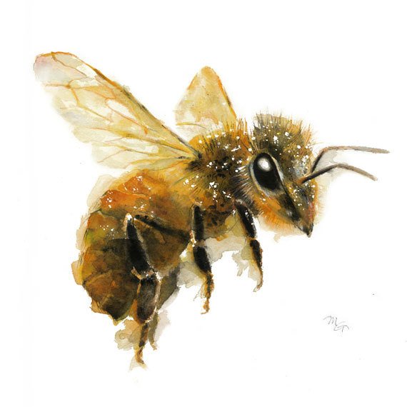 570x570 Honey Bee Watercolor Painting Art Print. Nature Etsy