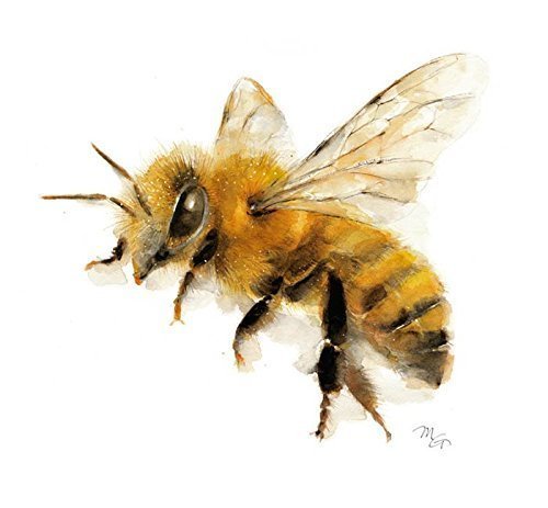 500x463 Honey Bee Watercolor Giclee Print, Flying Bee, Lovely