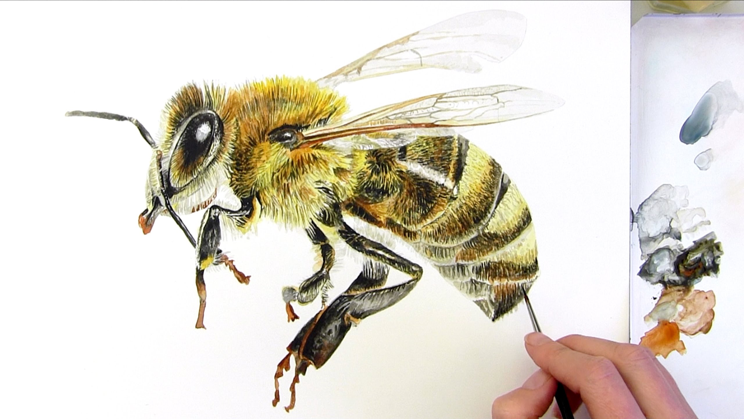 2560x1440 How To Paint A Realistic Honey Bee In Watercolor
