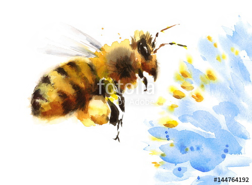 500x367 Watercolor Honey Bee Flying Over Blue Flower Hand Painted Summer
