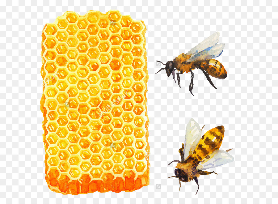 900x660 Bee Watercolor Painting Stock Photography Illustration