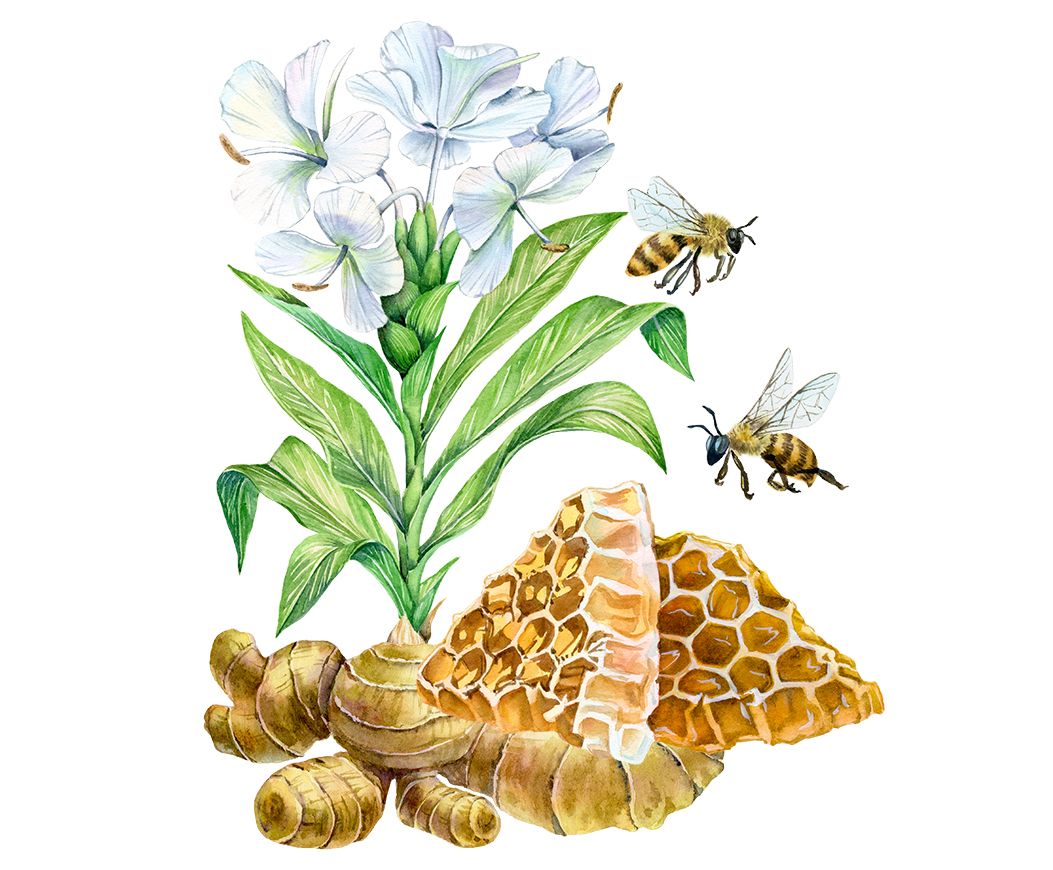 1053x870 Ginger Plant And Honey Watercolor Illustration By Kateryna