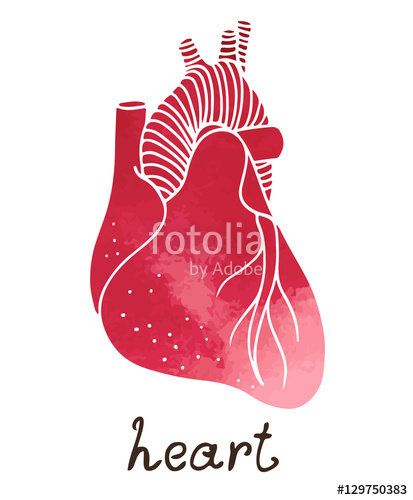 413x500 Human Heart Anatomy, Vector Watercolor Illustration Stock Image