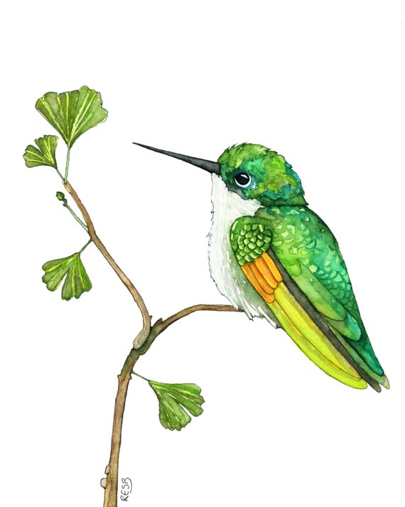 570x713 Hummingbird Painting Watercolor Painting Hummingbird Art Etsy