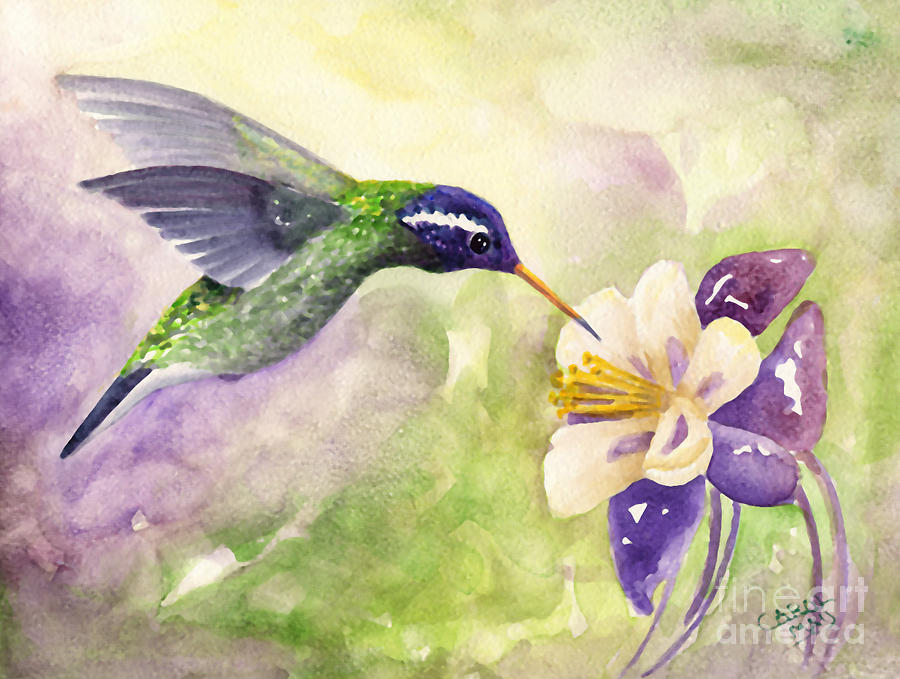 900x679 White Eared Hummingbird Painting By Art By Carol May