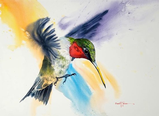 550x404 Daniel Adams Watercolor Painting Of A Hummingbird!