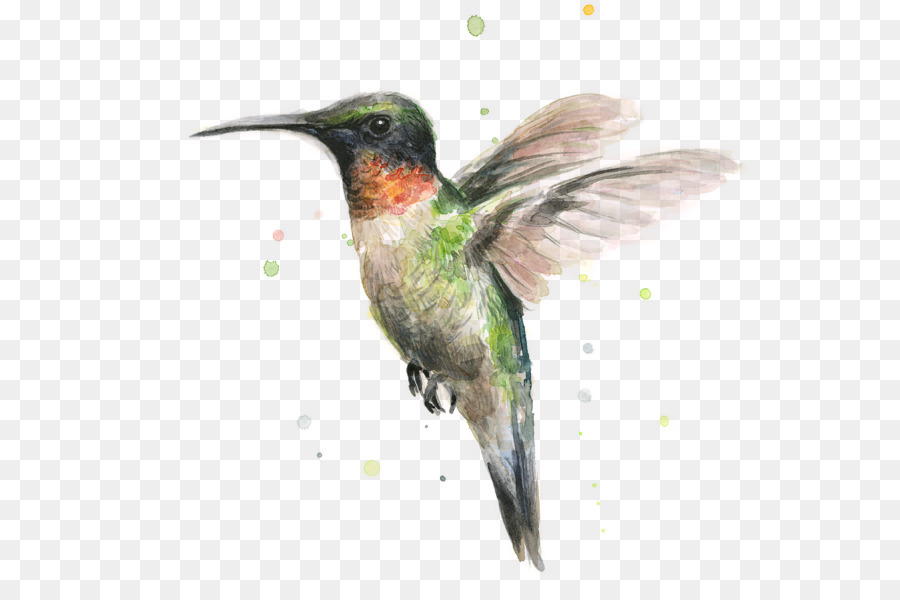 900x600 Hummingbird Watercolor Painting Printmaking