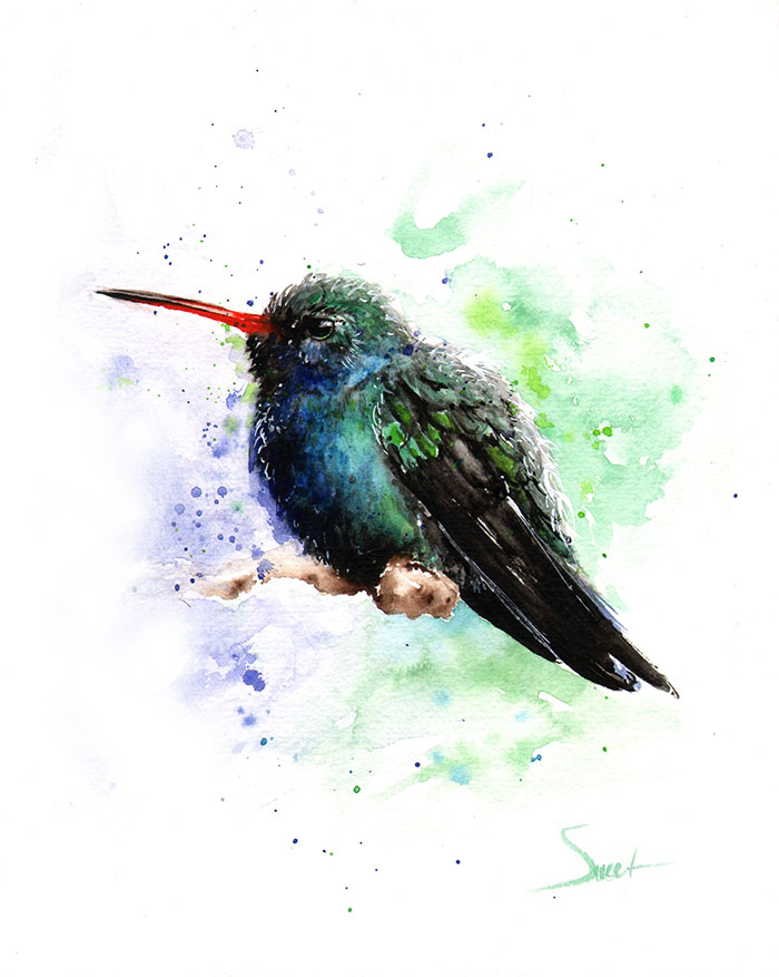 700x877 Broad Billed Hummingbird Watercolor Print Watercolor Animal