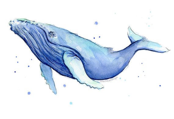 570x391 Humpback Whale Watercolor Print Whale Art Whale Painting Etsy