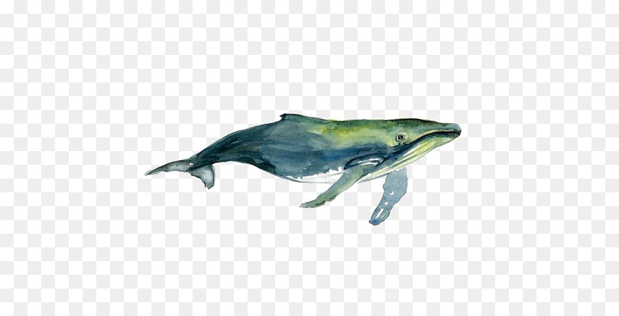 900x460 Tucuxi Humpback Whale Watercolor Painting Drawing