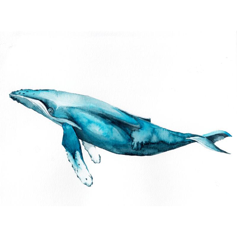 800x800 Blue Humpback Whale Watercolor Paint Kit