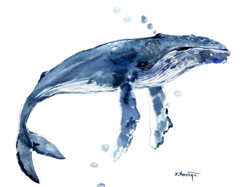 850x657 Humpback Whale, Artwork, Painting, Original, Large, Watercolor