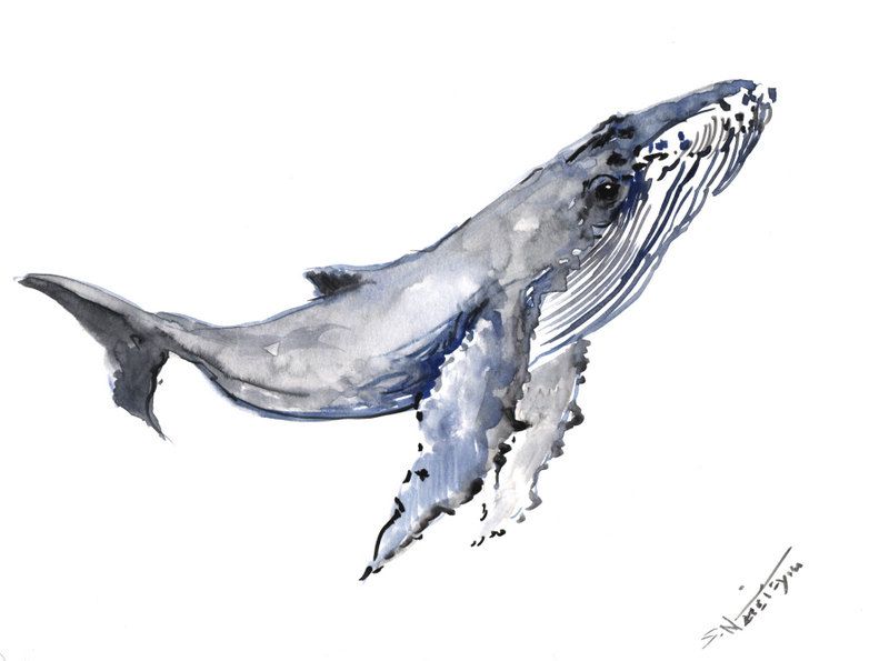 800x595 Humpback Whale, Original Watercolor Painting, 9 X 12 In, Sea World